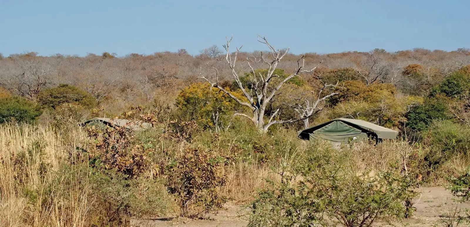 Tents among the trees in the campsite