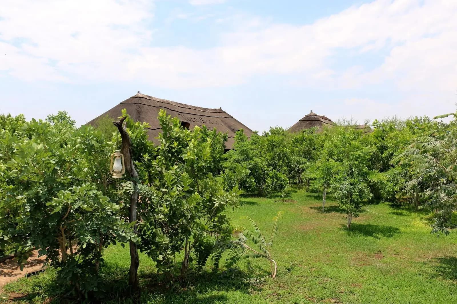Thatched roofs rising above the gardens