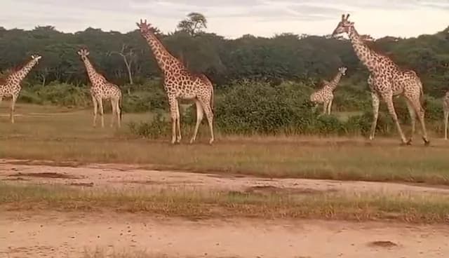 Video: Giraffes walking across an open clearing
