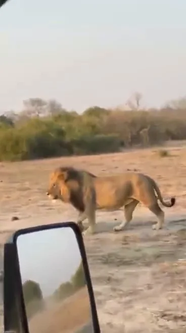 Video: Male lion walking past a safari vehicle
