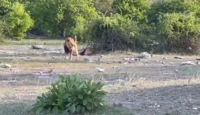 Video: Male lion walking through the bush with another lion resting behind