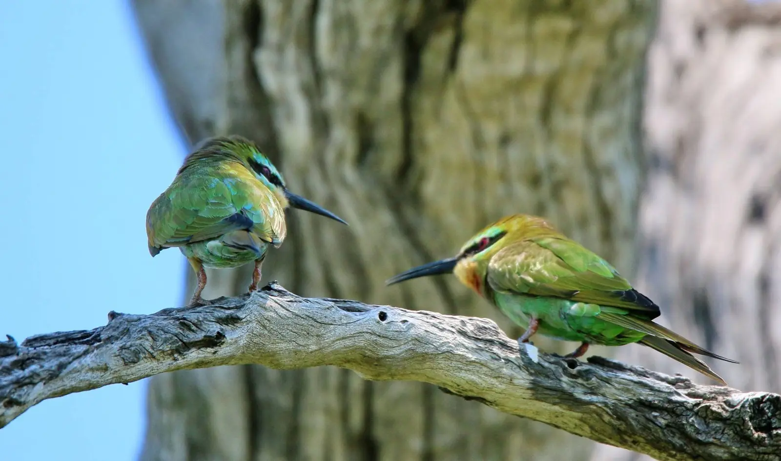 Two bee-eaters on a branch