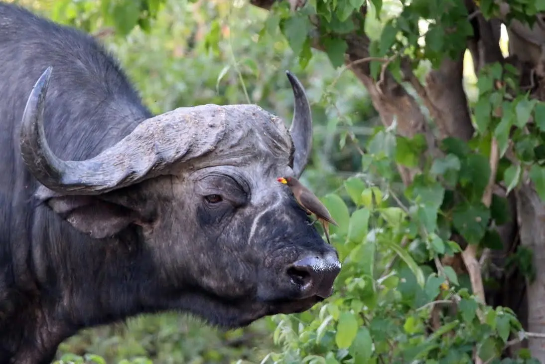 Cape buffalo with an oxpecker