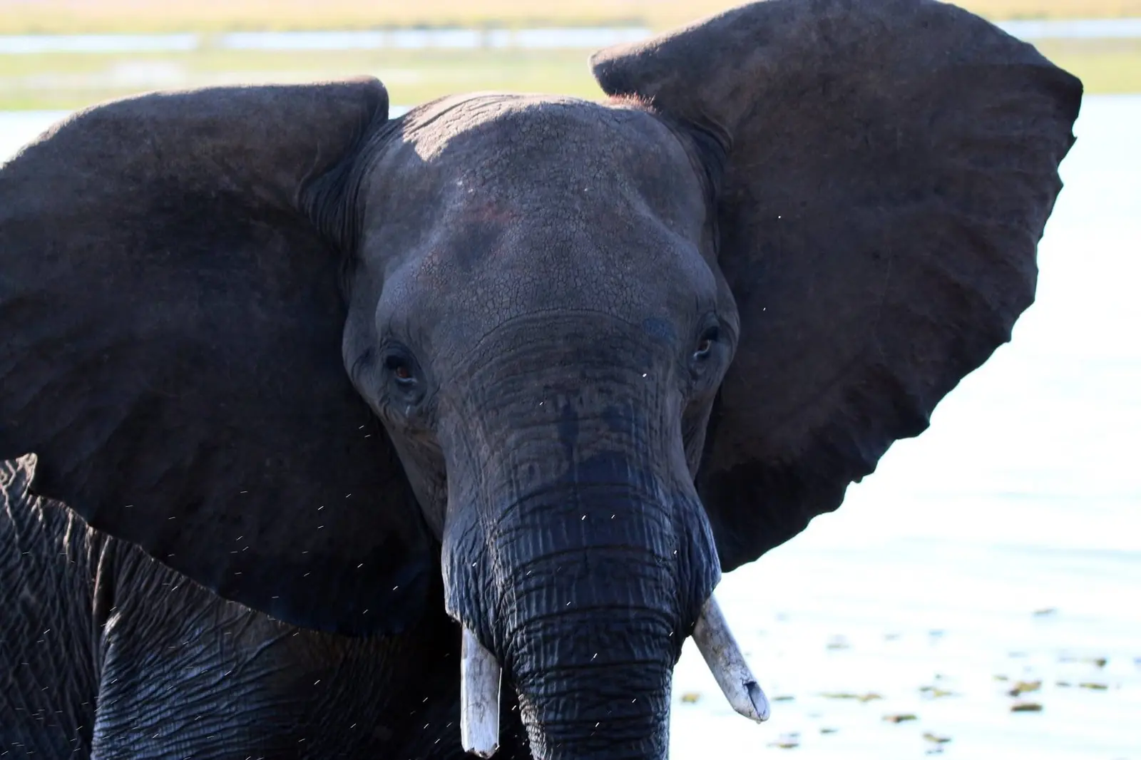 Bull elephant with ears flared