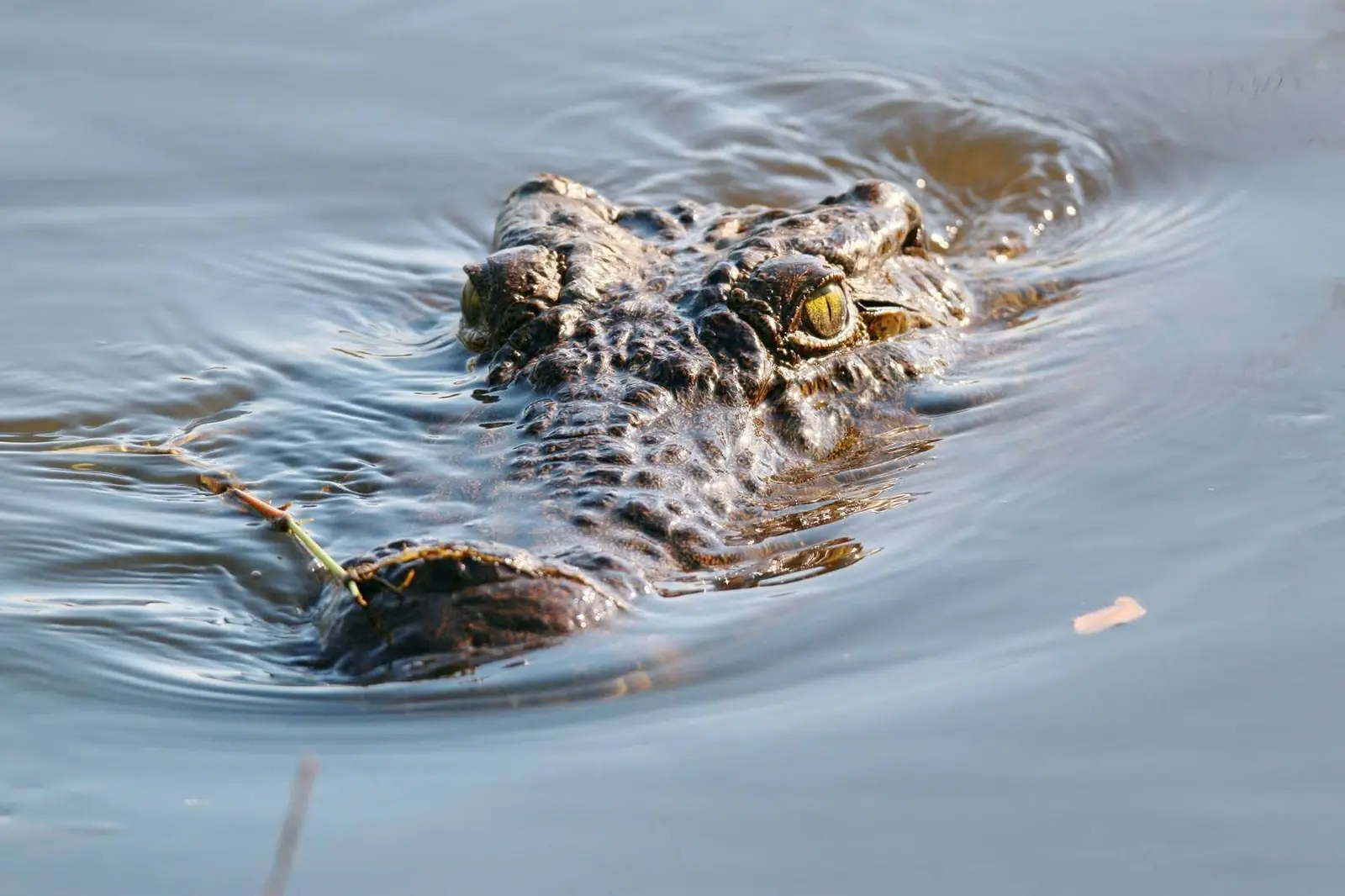 Crocodile in the river