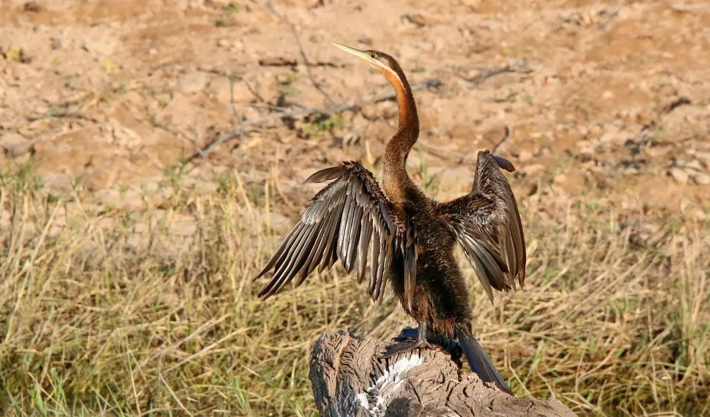 African darter drying its wings