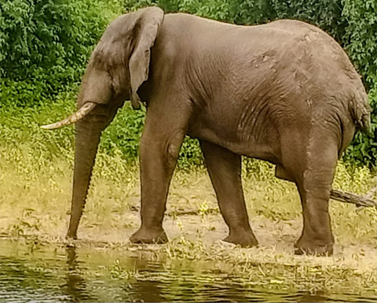 Elephant with a long tusk standing at the water's edge