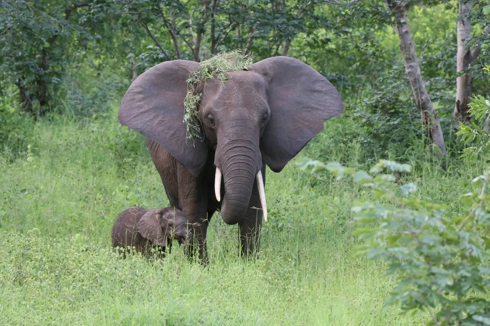 Elephant mother with a calf