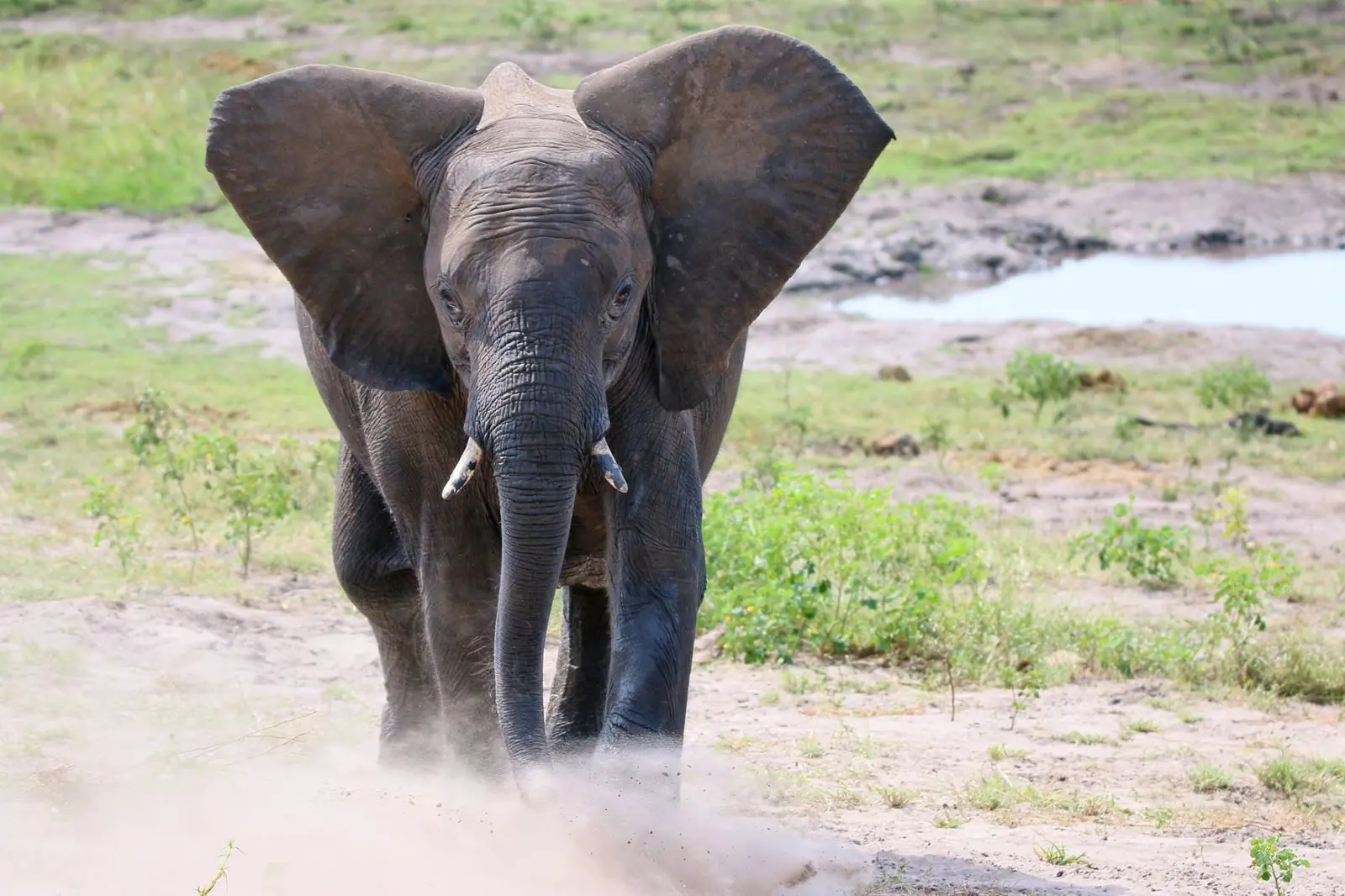 Young elephant kicking up dust