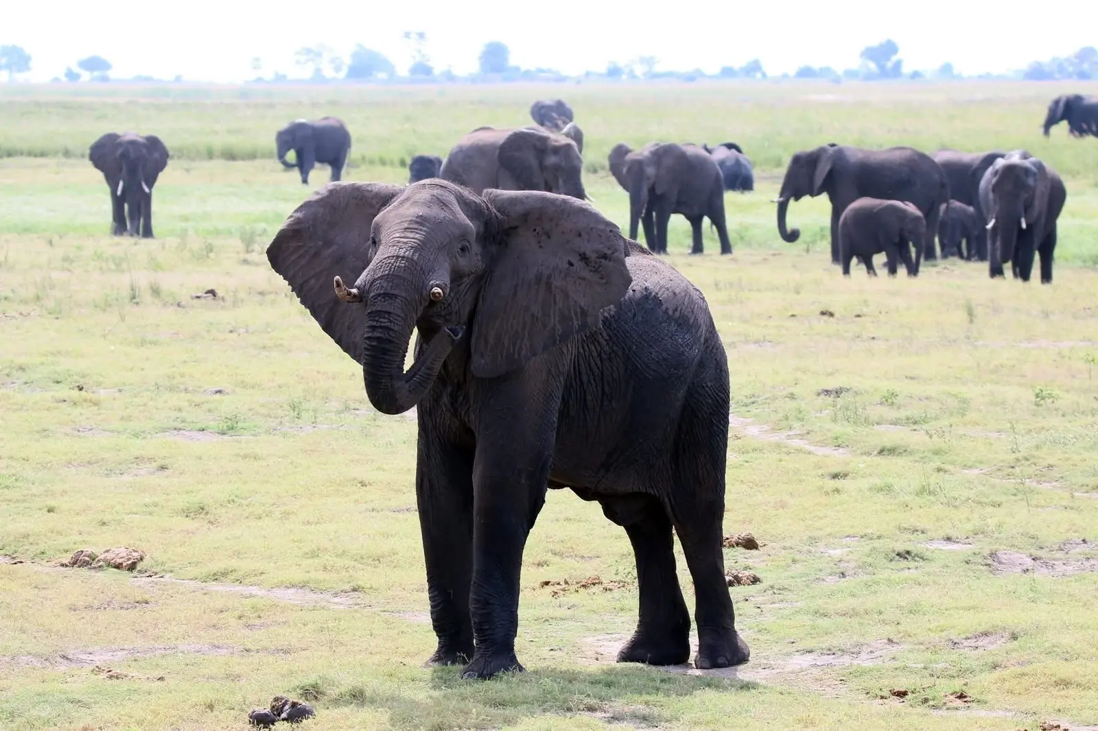 Elephant herd on the floodplain