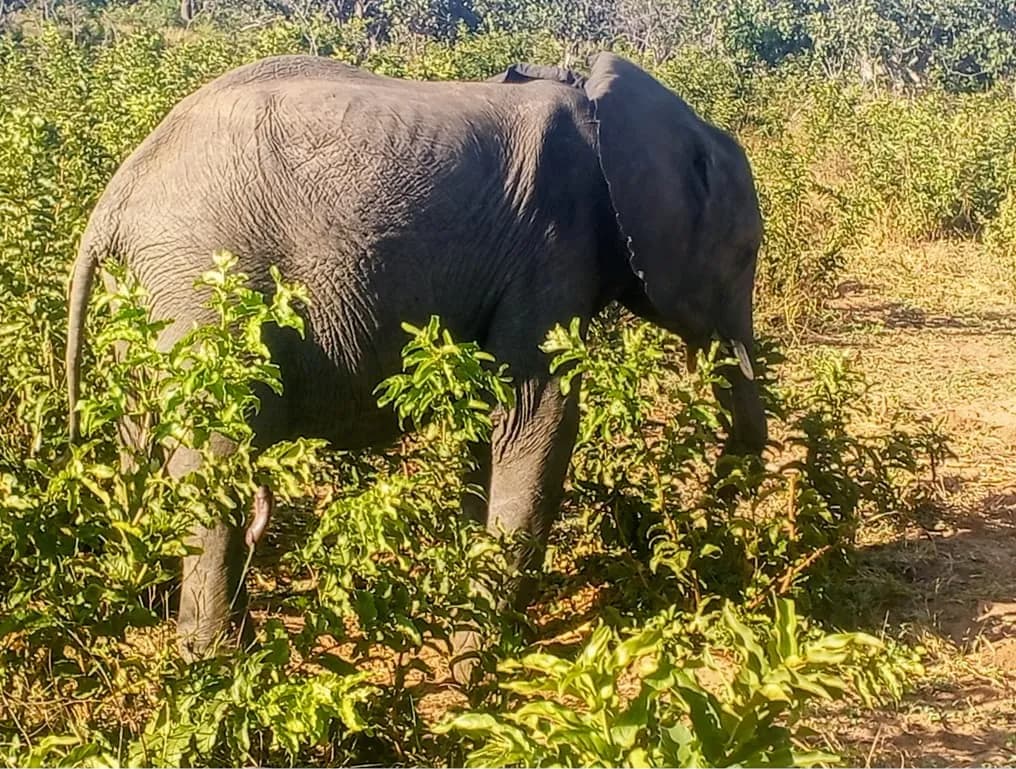 Elephant feeding in the green bush