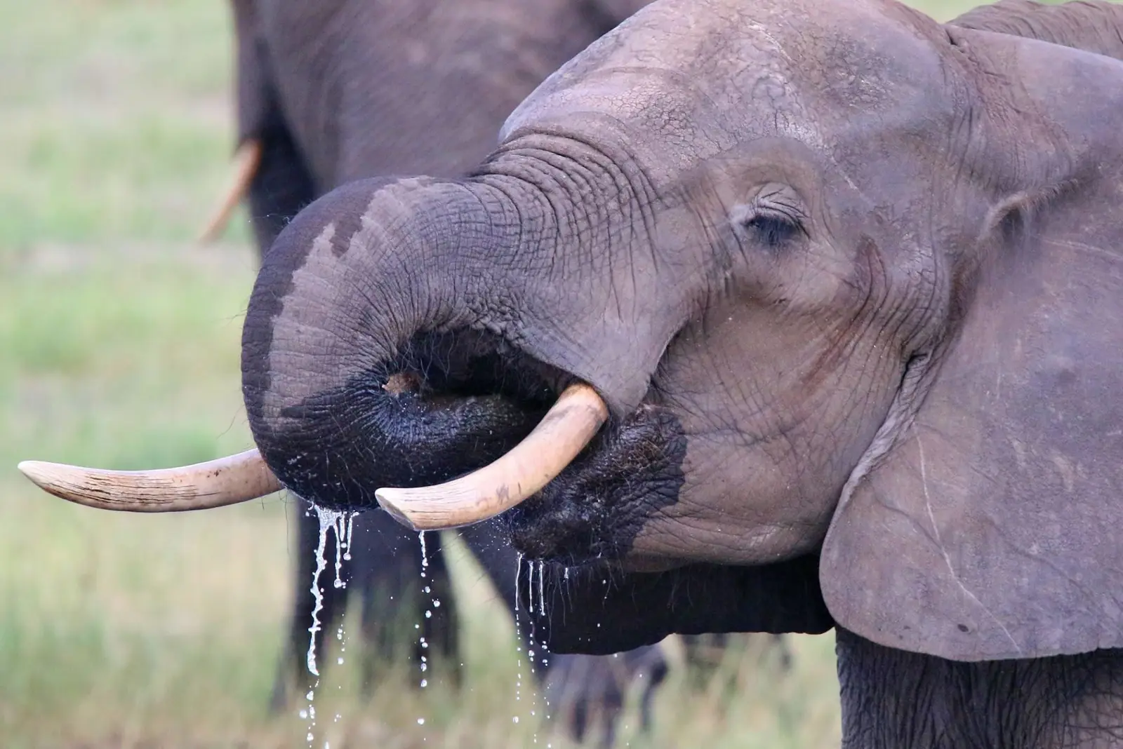 Elephant drinking close-up