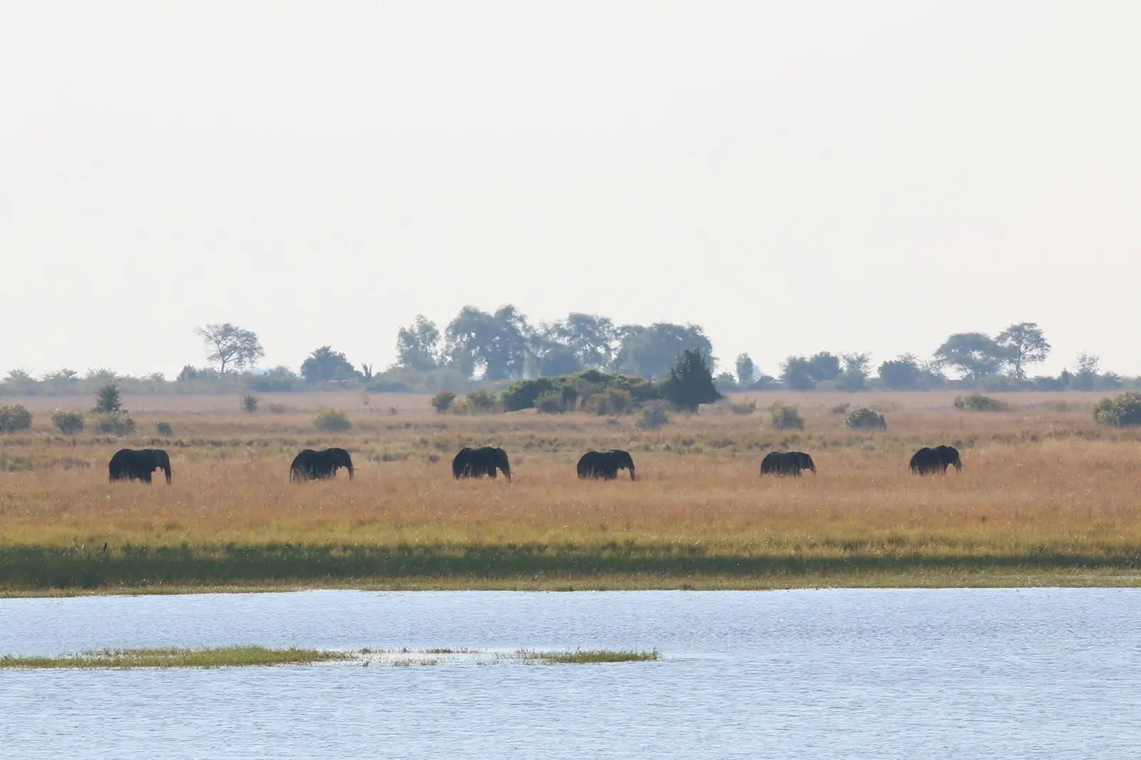 Line of elephants crossing the floodplain