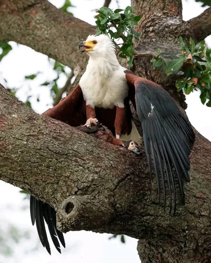 African fish eagle perched in a tree with its catch