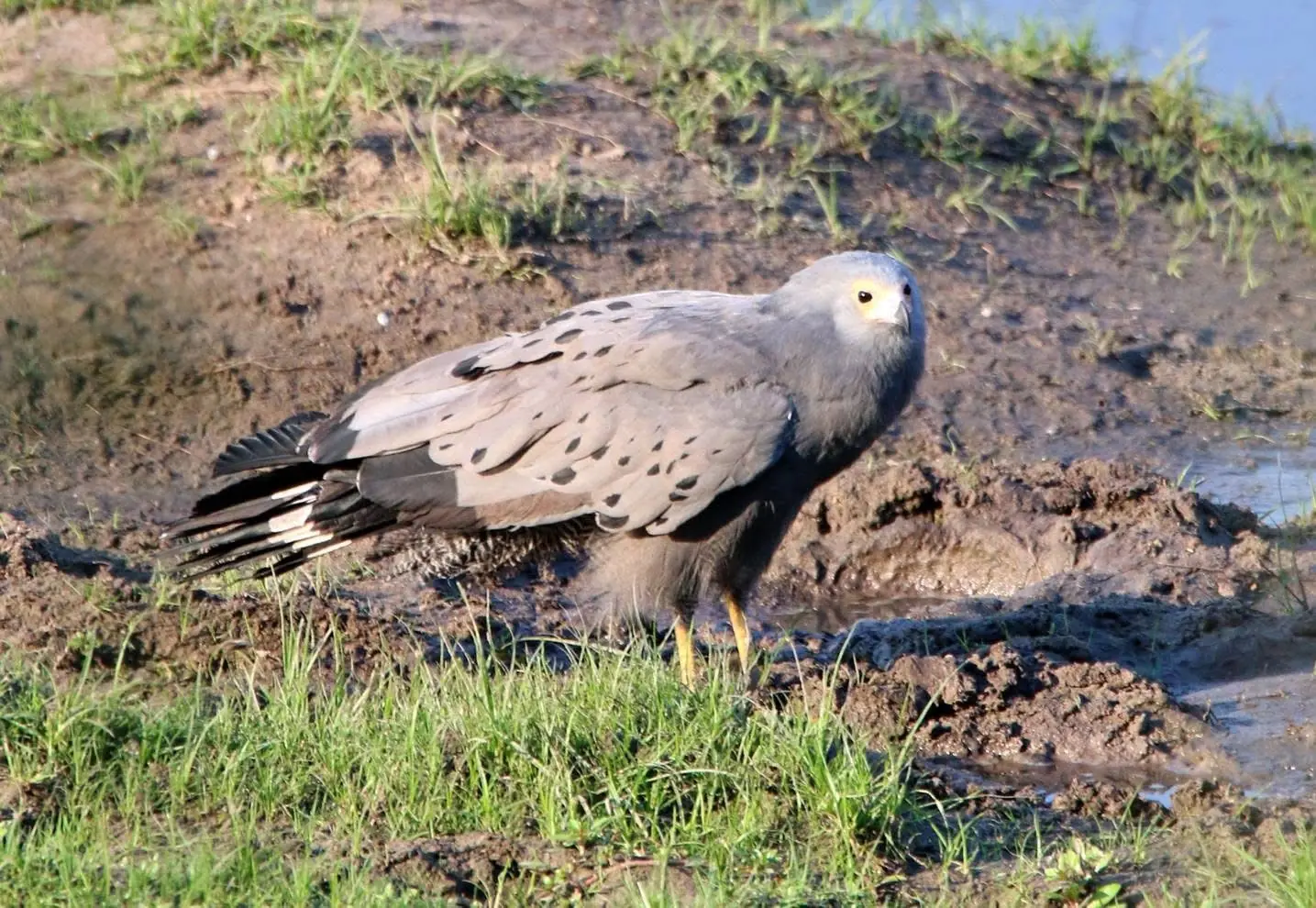 African harrier-hawk on the ground