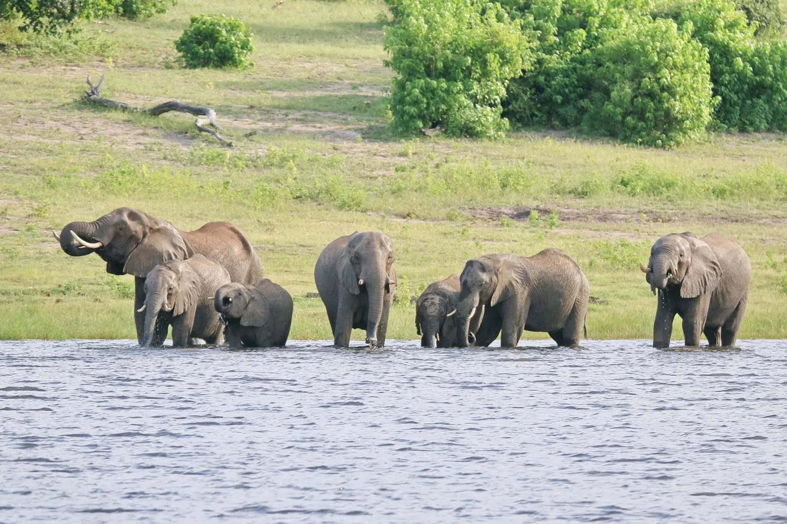 Elephant herd drinking