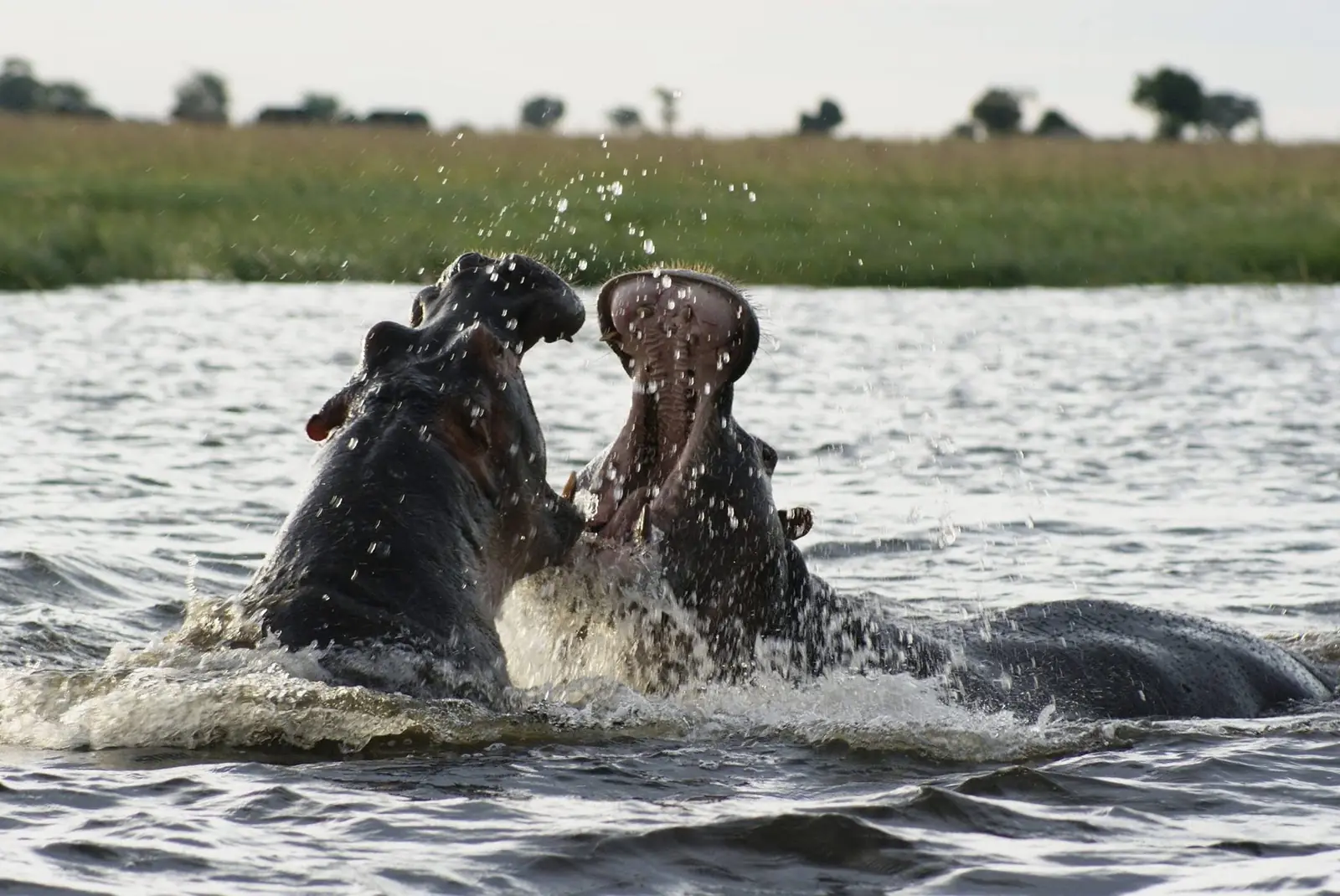Hippos fighting