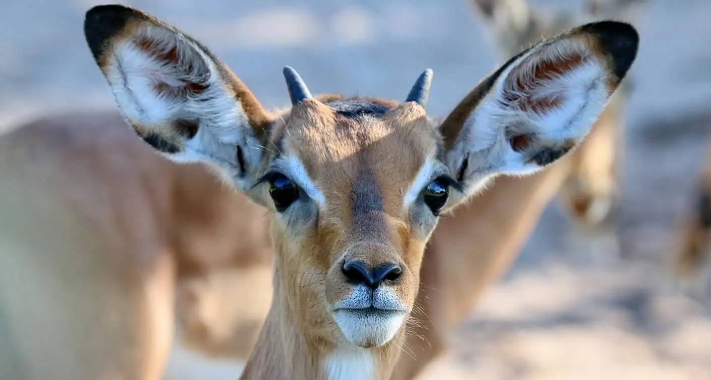Impala looking at the camera