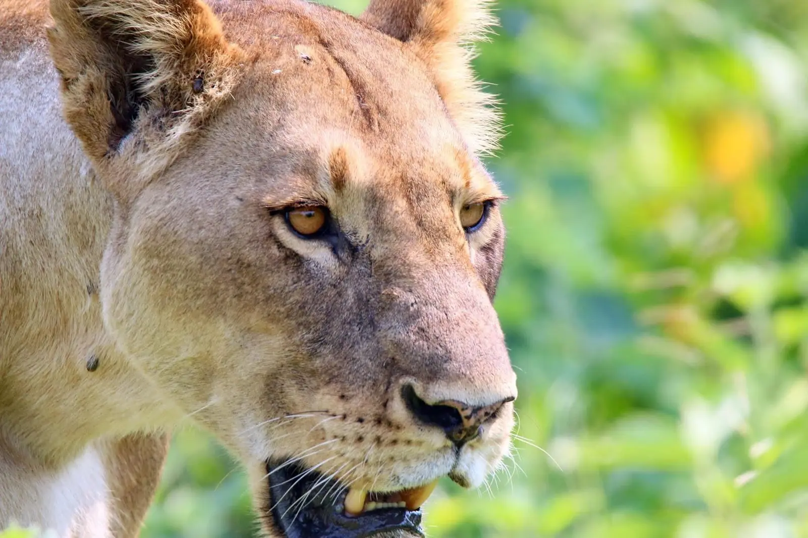 Close-up of a lioness's face