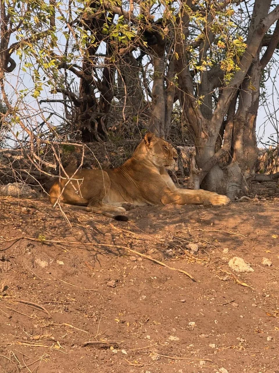 Lioness resting in the shade of a tree