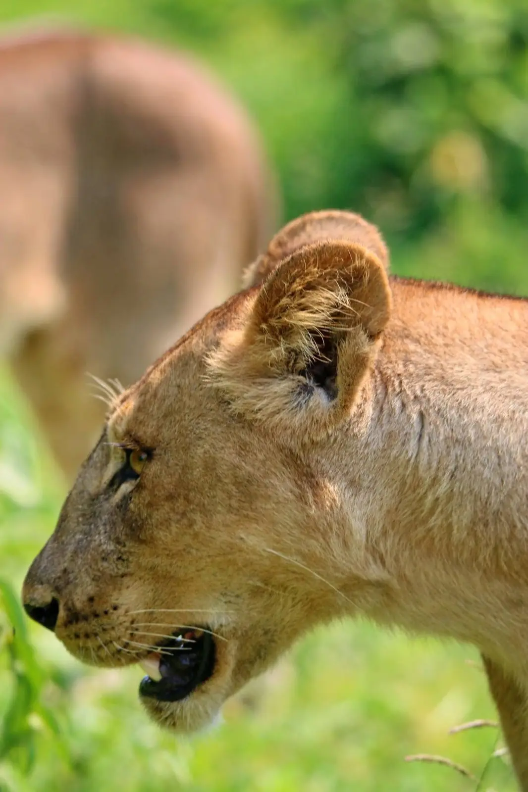 Lioness in profile