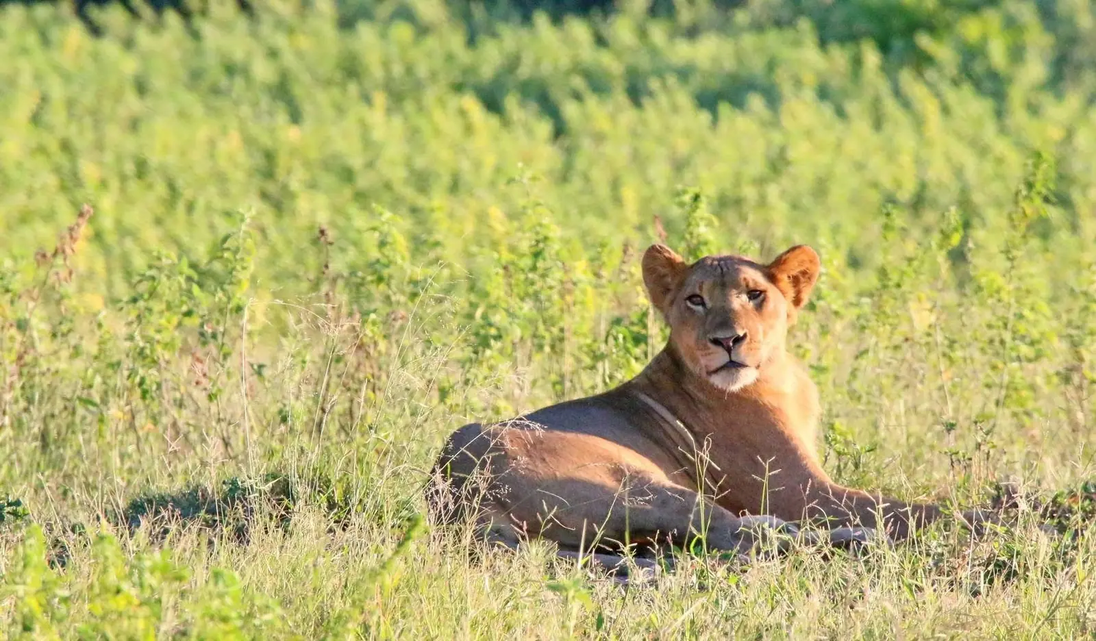 Lioness resting in the grass