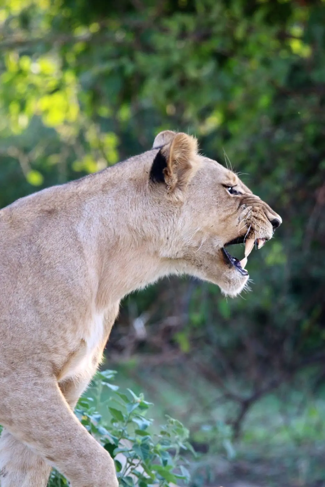 Snarling lioness