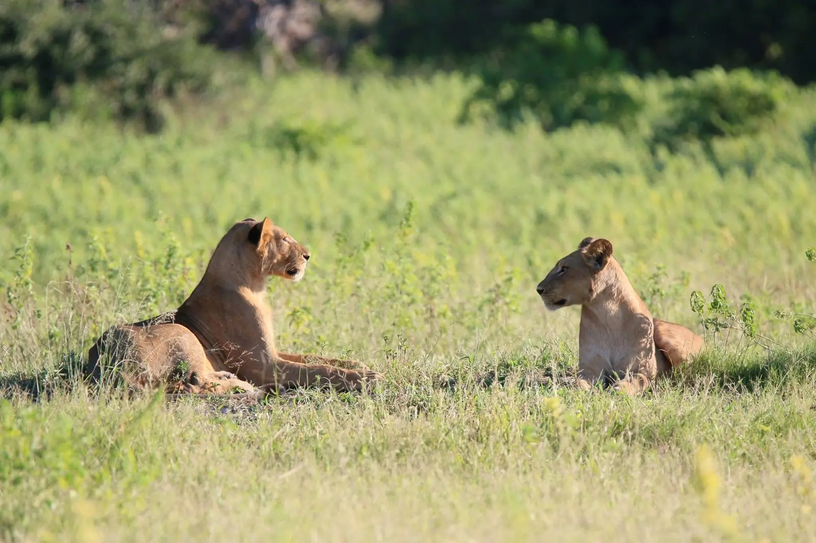 Two lionesses resting