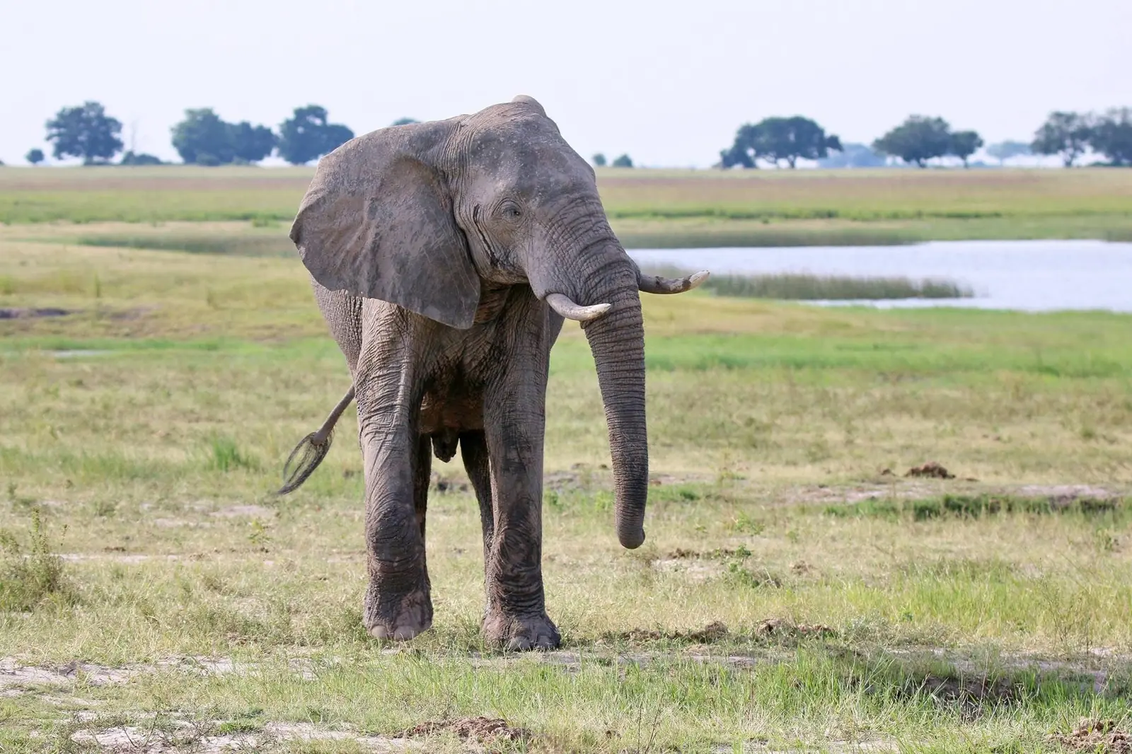 Lone bull elephant