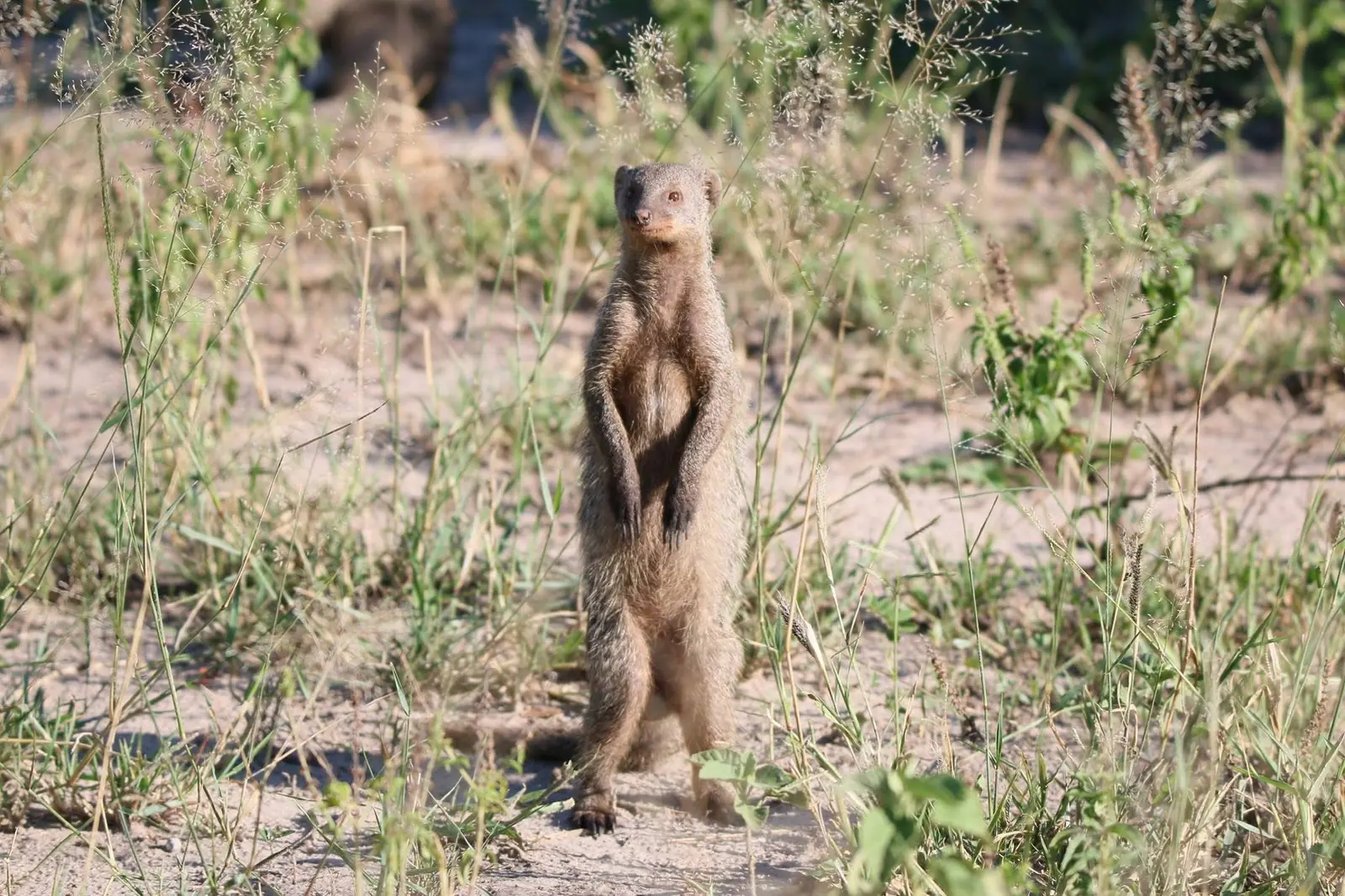 Banded mongoose standing up