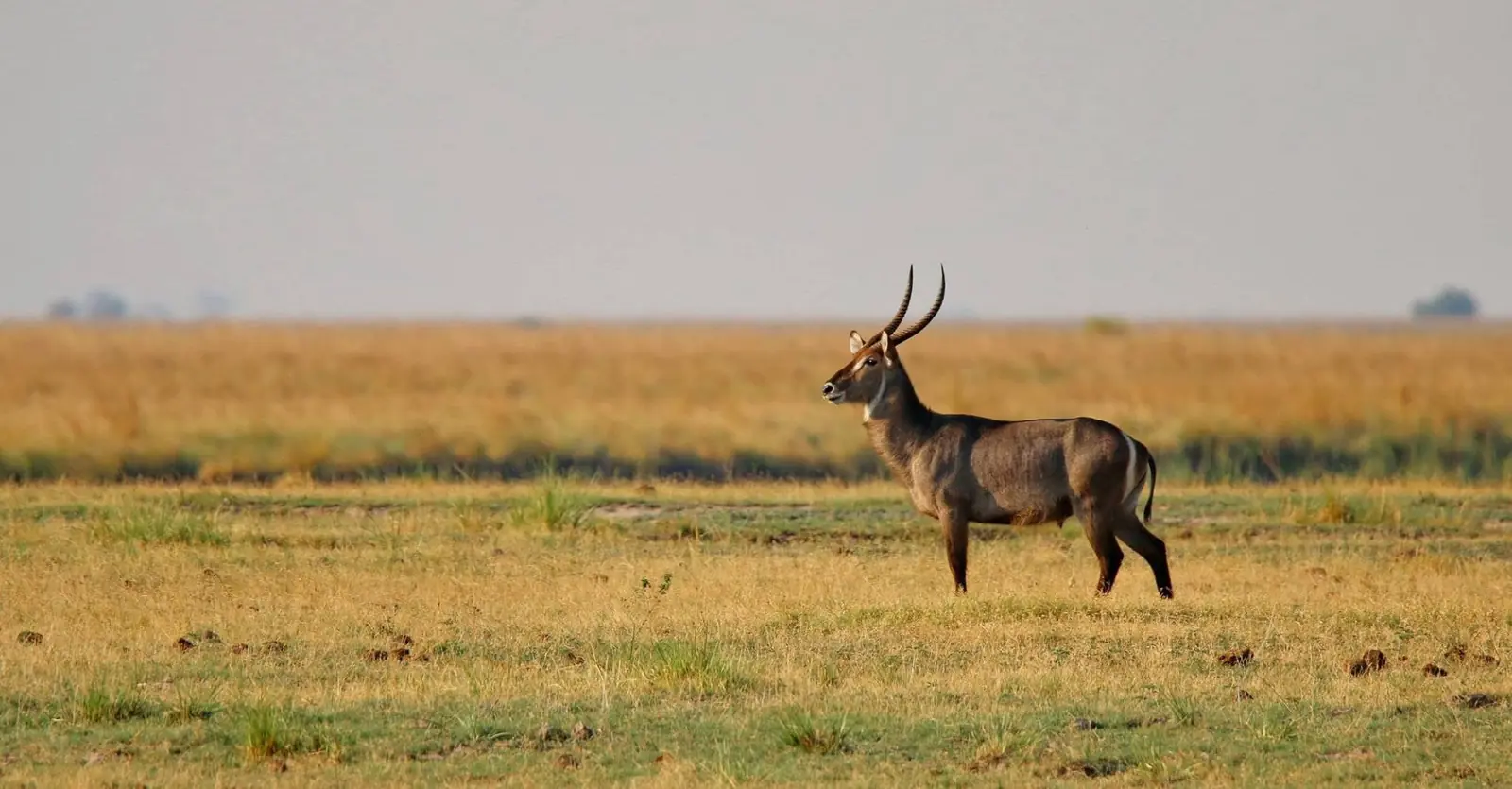 Waterbuck on the floodplain