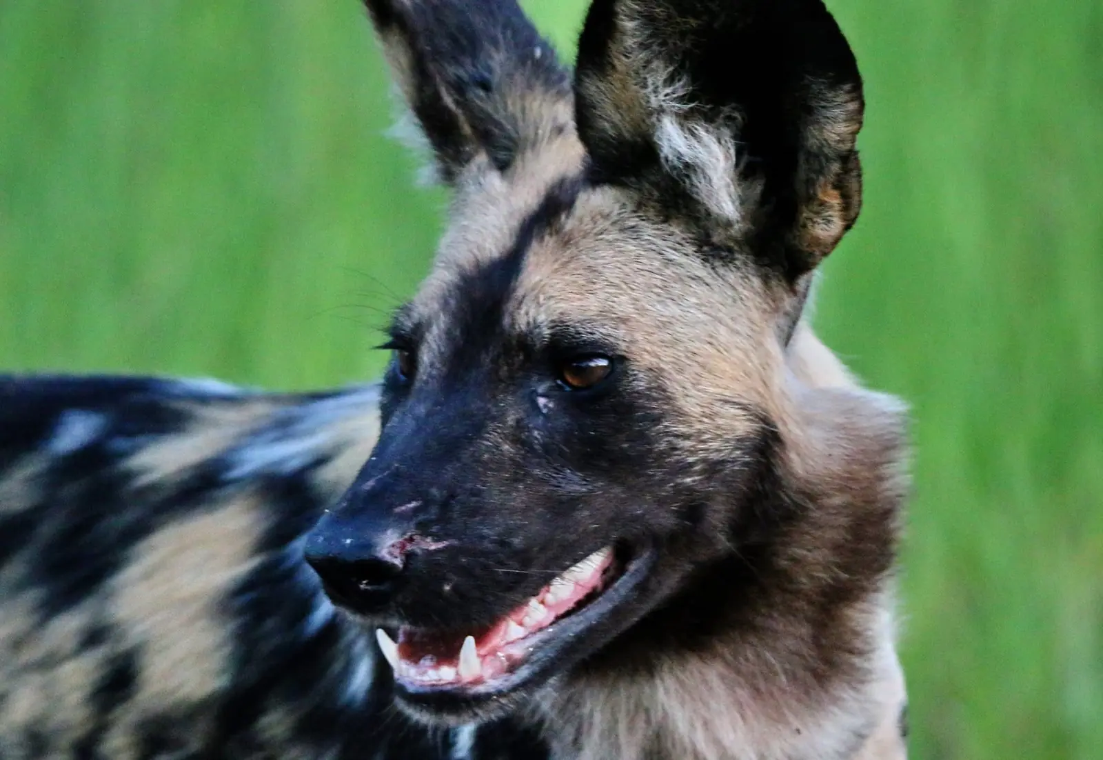 African wild dog