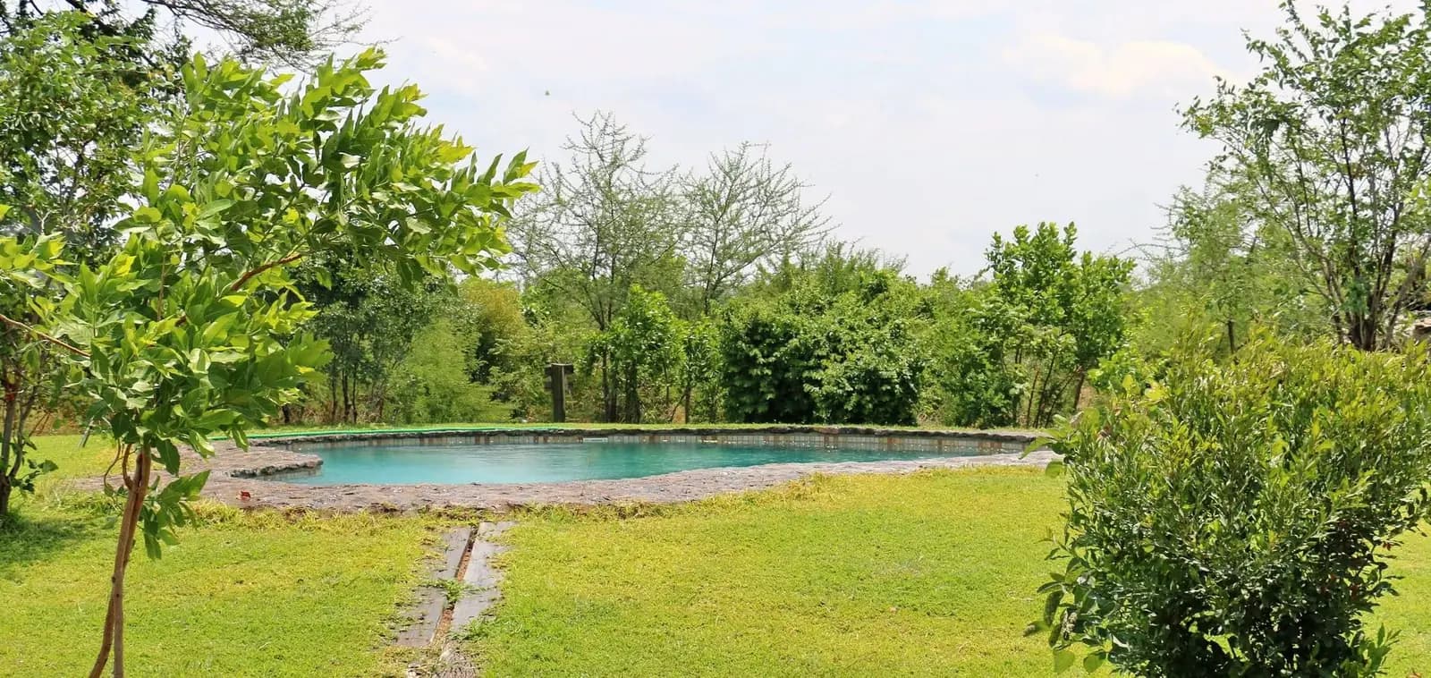 Swimming pool surrounded by green lawn and bush