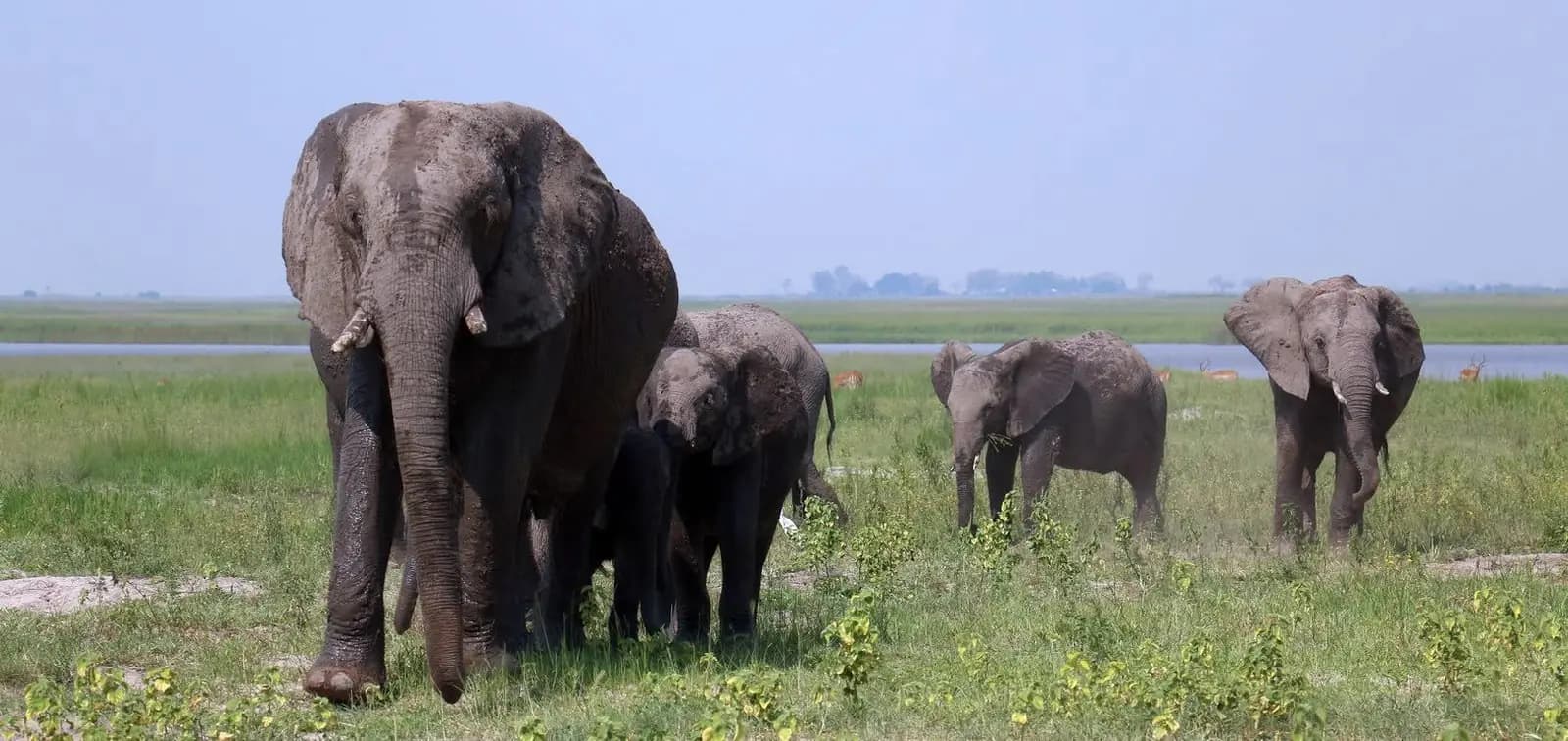 Elephant mother and calves