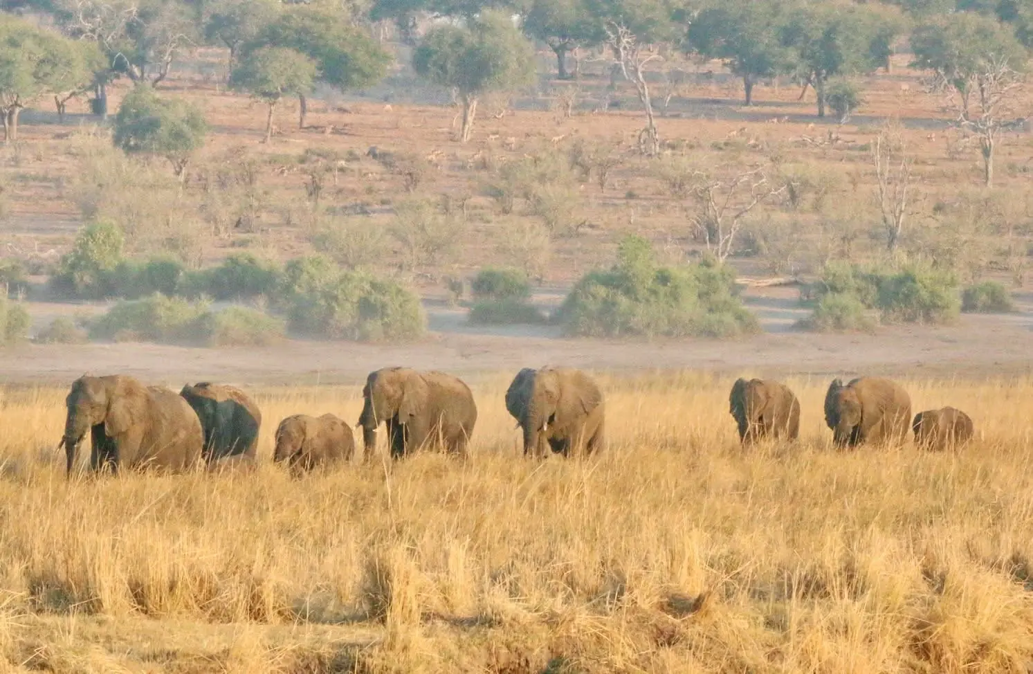 Elephants walking through golden grass