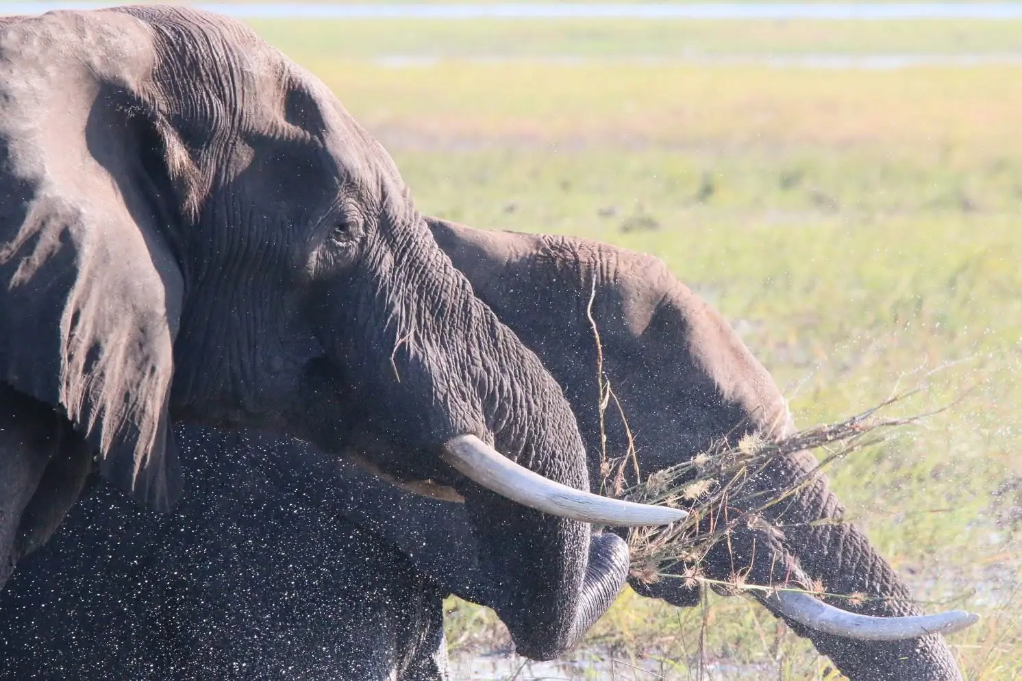 Bull elephants spraying water