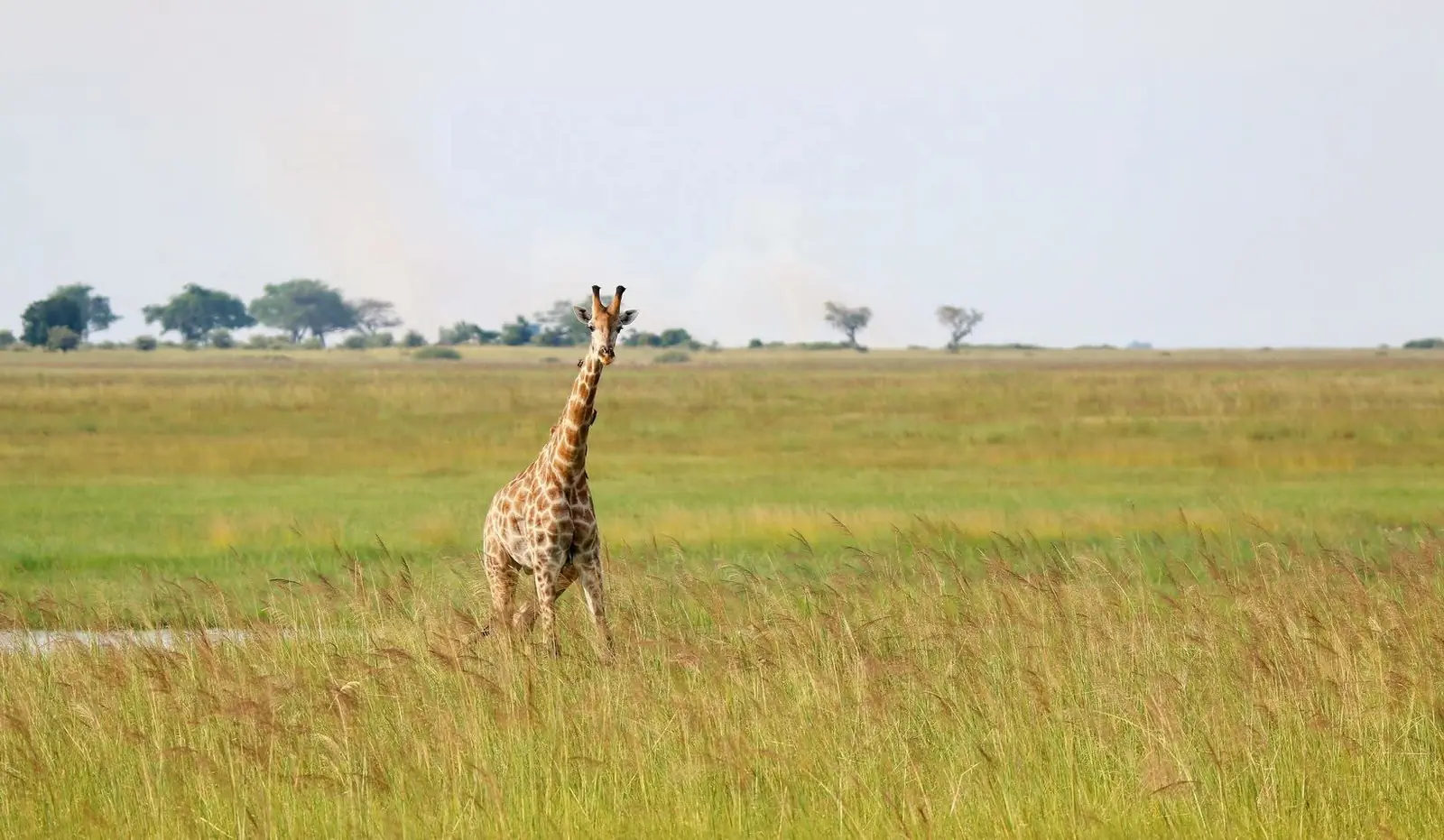 Giraffe on the grassland