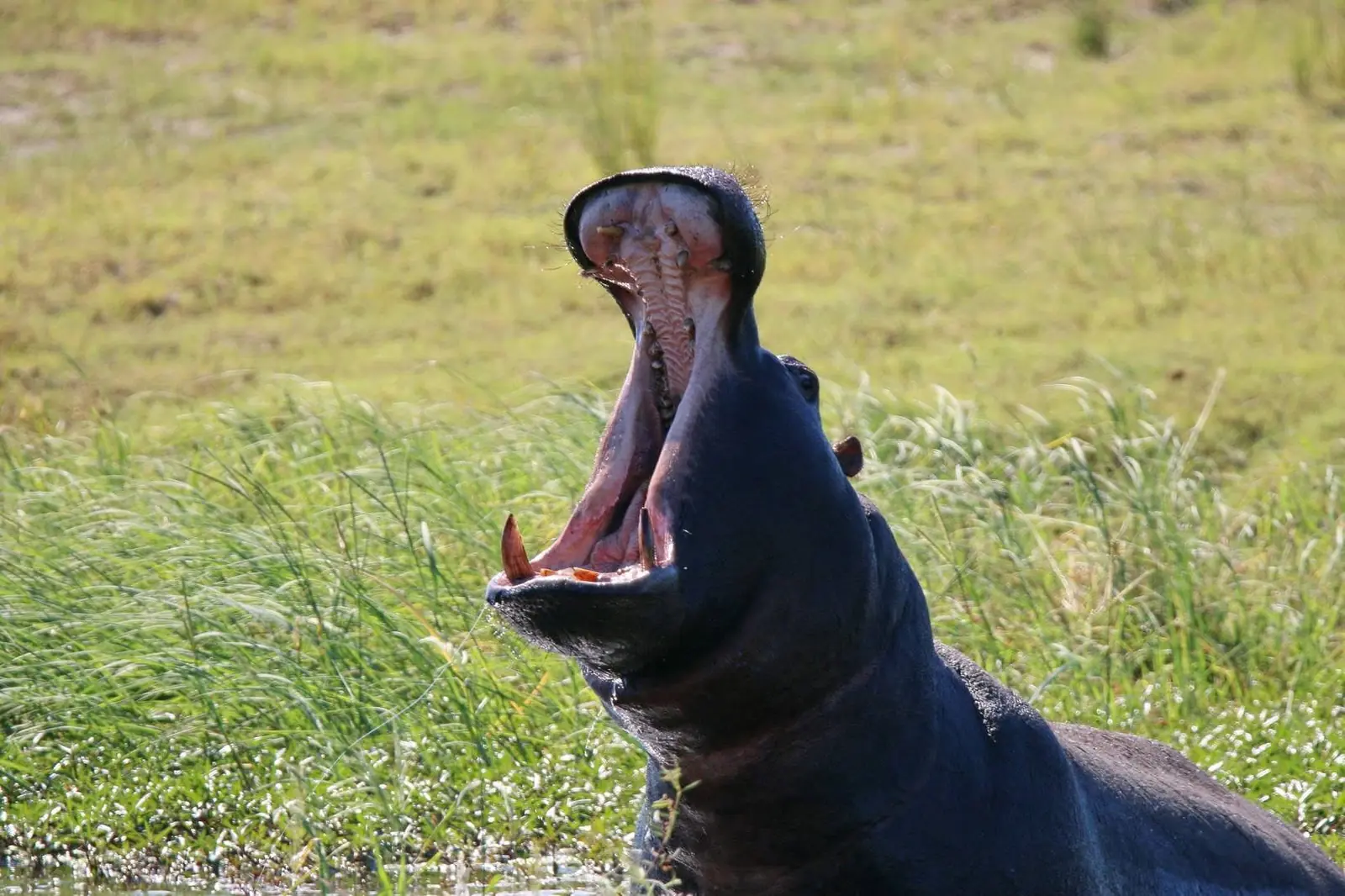 Hippo yawning