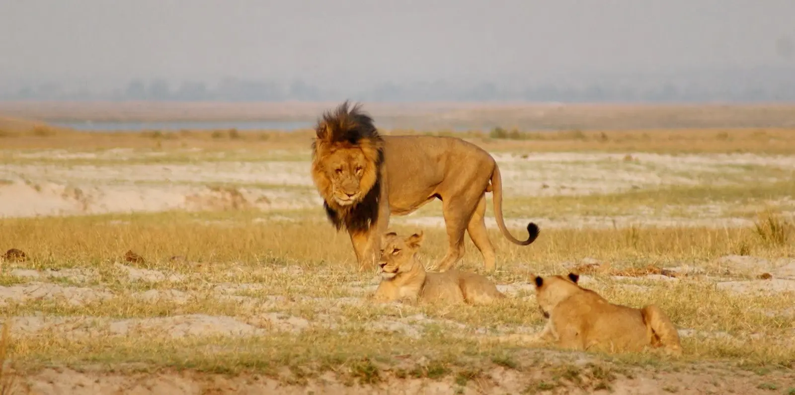 Lion with lionesses on the plains