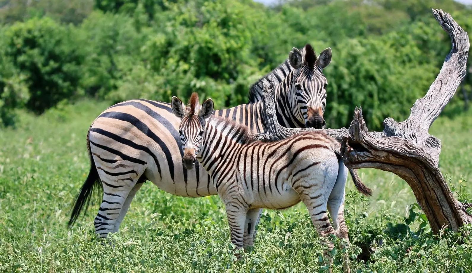 Zebras by a fallen tree